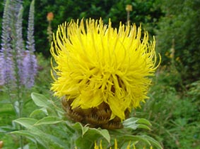 Centaurea macrocephala